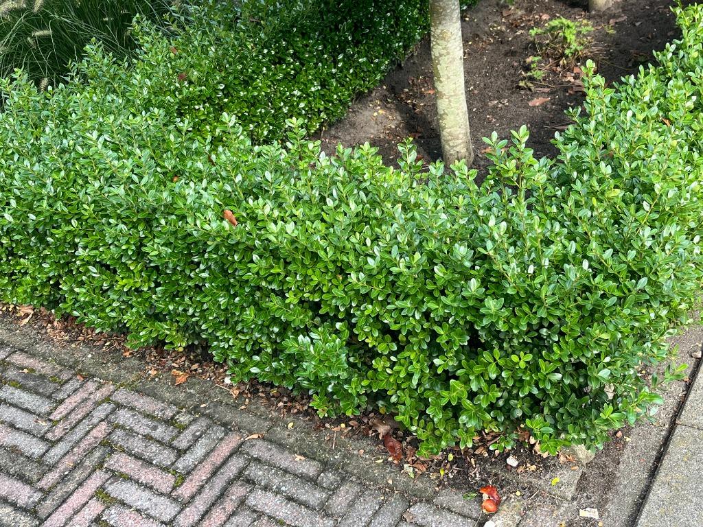 Ilex 'Caroline Upright'. DE Buxusvervanger!! Vanaf € 1,69, Ophalen, Buxus, Haag, Minder dan 100 cm