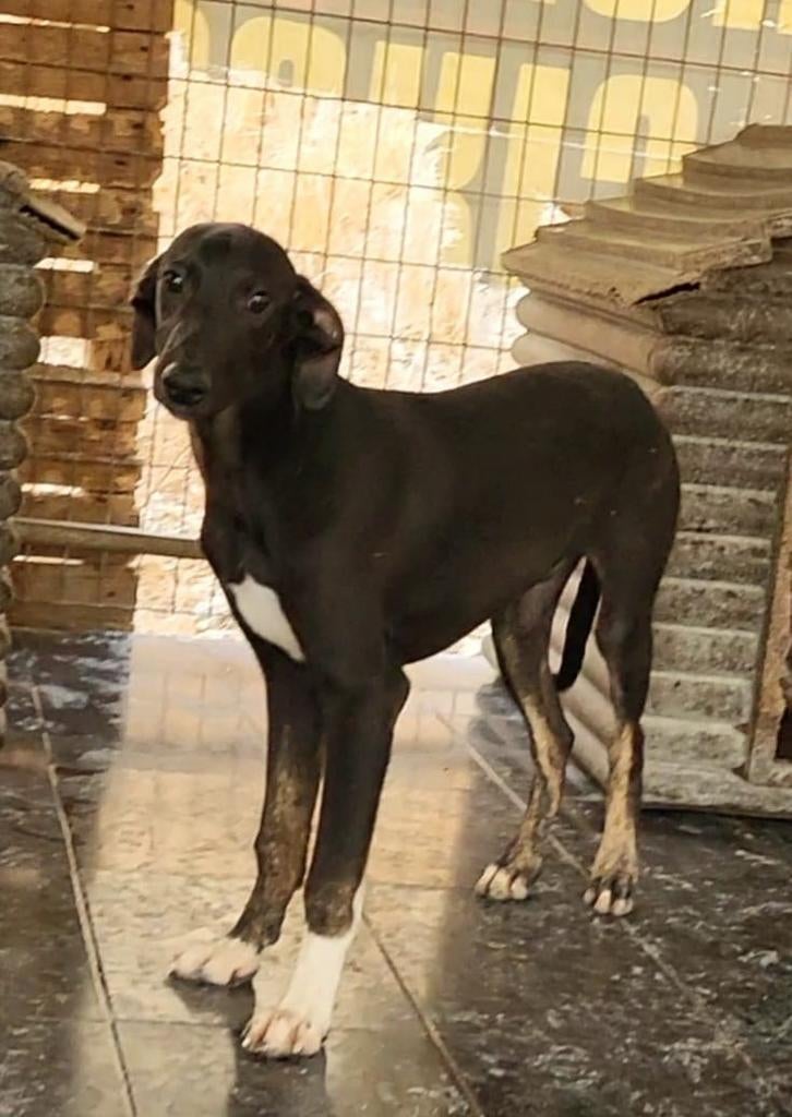 Socki 6 maanden, verblijft op Cyprus, 15 weken tot 1 jaar, Buitenland, Eén hond, Reu