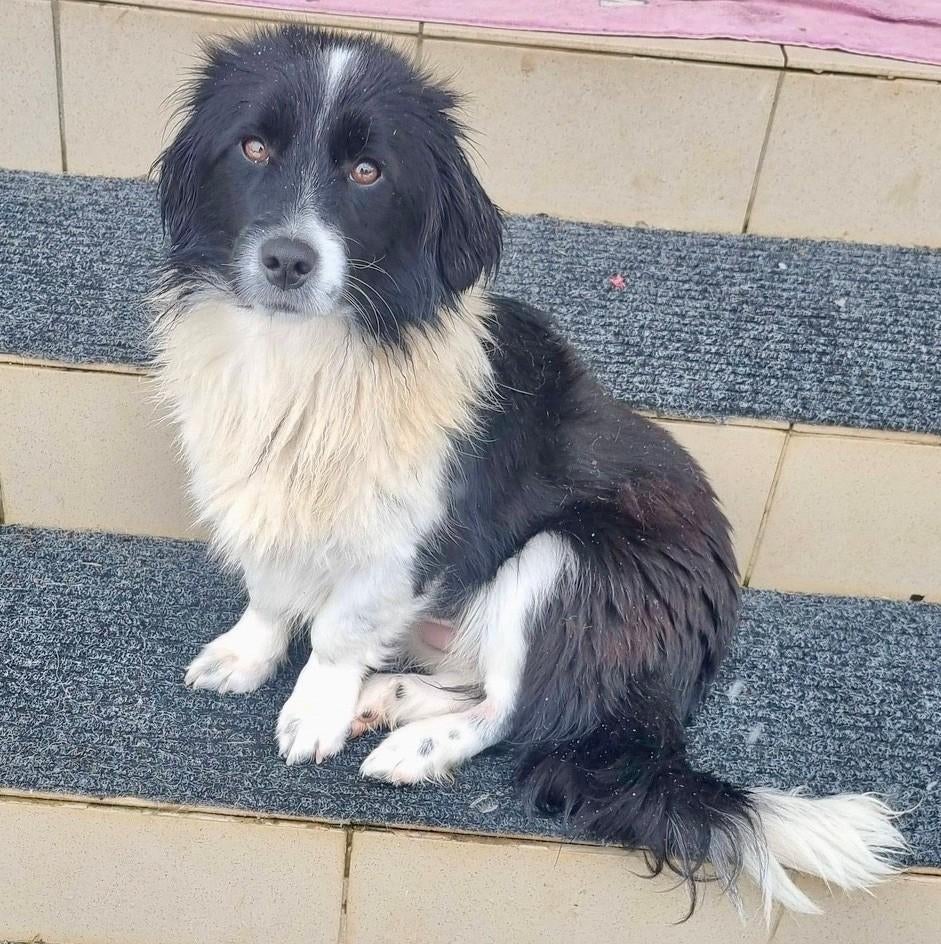 PRACHTIG, MENSGERICHT, LIEF TEEFJE, BIMBA KLEIN MIDDELMAATJE, Dieren en Toebehoren, Honden | Niet-rashonden, Middel, Teef, Particulier