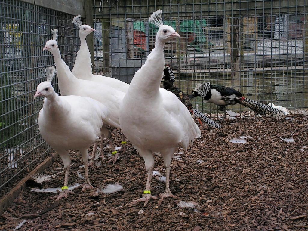 Witte pauwen | Verschillende leeftijden | Passend advies, Dieren en Toebehoren, Pluimvee, Meerdere dieren, Overige soorten