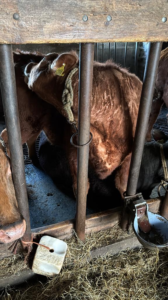 Pink 50% Angus 50% verbetert roodbont, Vrouwelijk