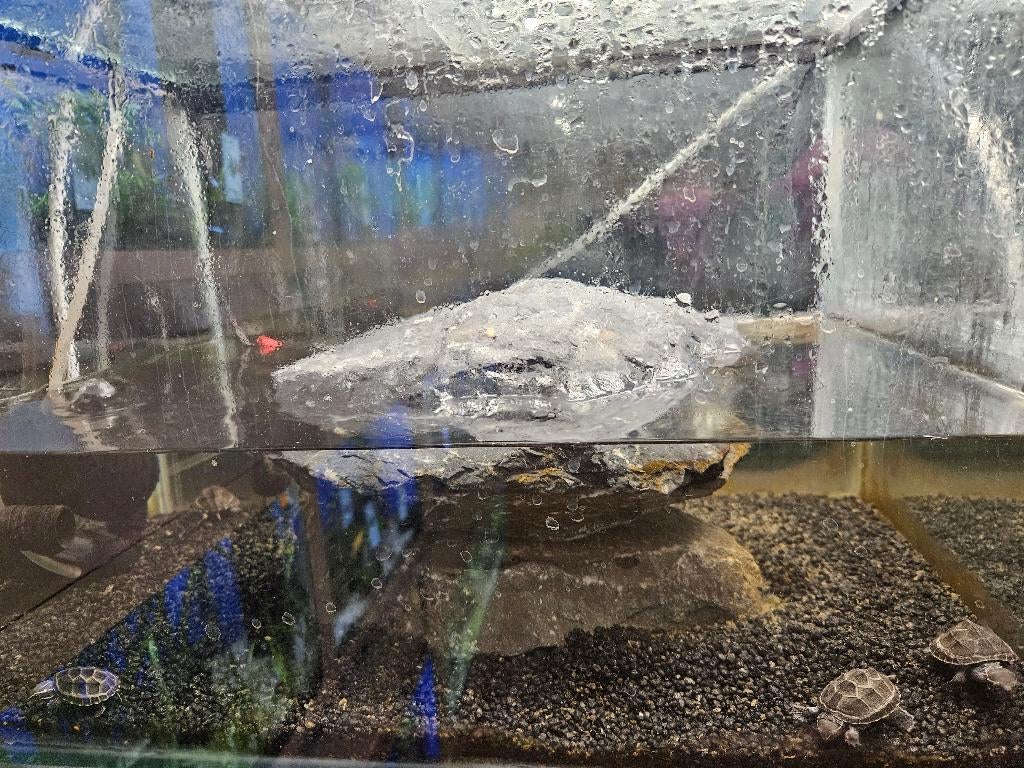 Sternotherus odoratus Muskusschildpad Turtle - unknown for sale from TerShop