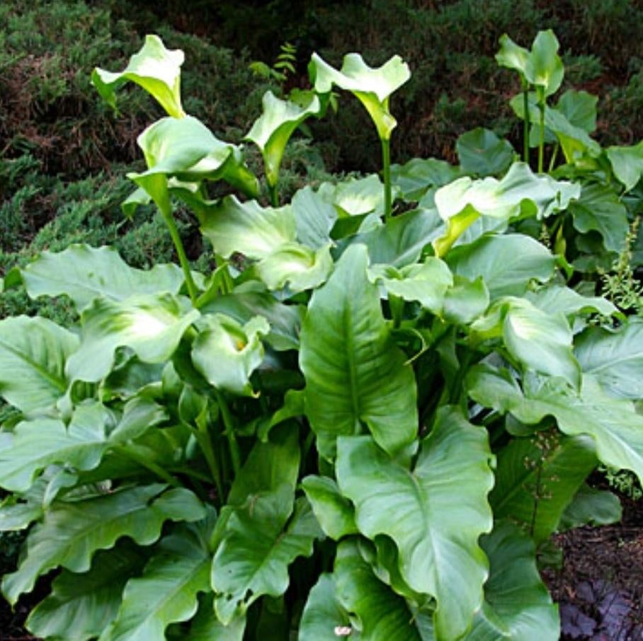 zanthedeschia aethiopica, Tuin en Terras, Vaste plant, Halfschaduw, Zomer, Ophalen