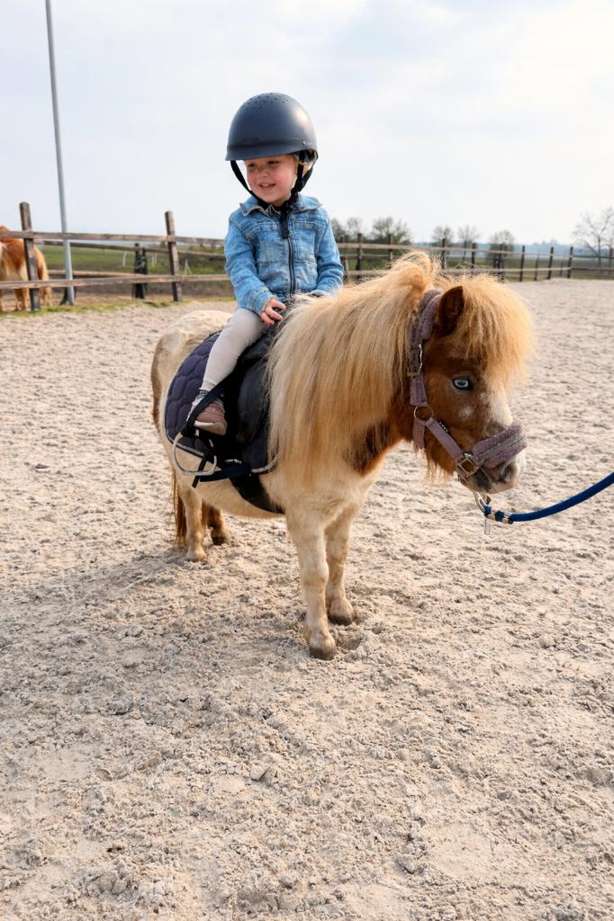 Te koop: lieve knuffel- bixie - shetlander Dorenroosje, Dieren en Toebehoren, Pony's, Merrie, Zadelmak, A pony (tot 1.17m), Recreatiepony