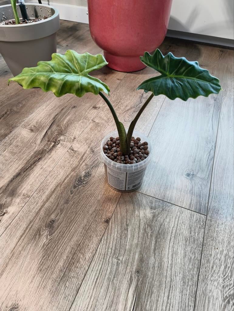 Alocasia Portadora, Huis en Inrichting, Kamerplanten, Overige soorten, Minder dan 100 cm, Groene kamerplant, Halfschaduw