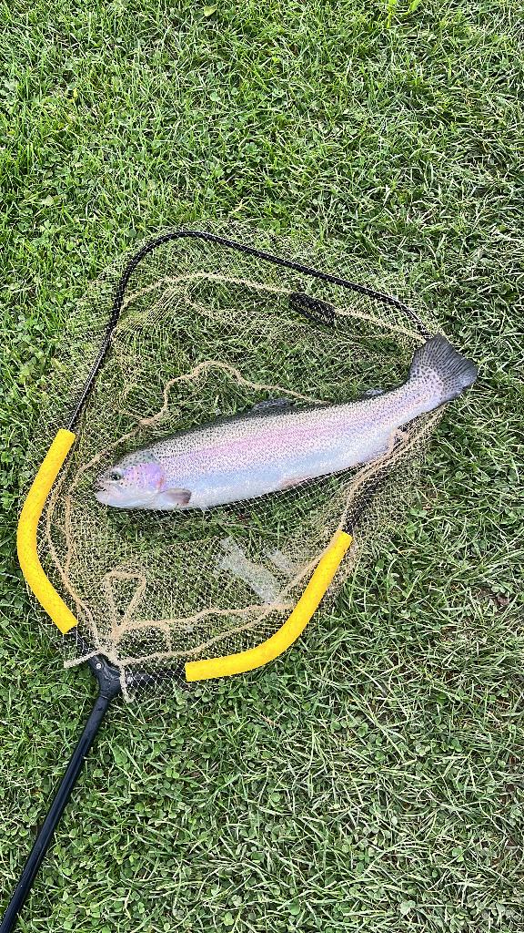 Forel en Zalmforel, Diversen, Ophalen