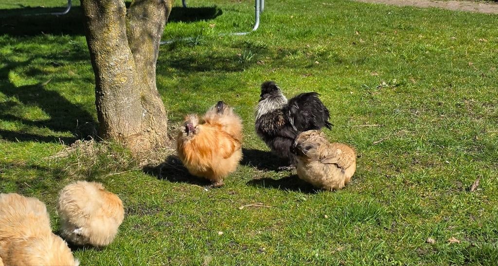 Zijdehoender, Dieren en Toebehoren, Mannelijk, Kip