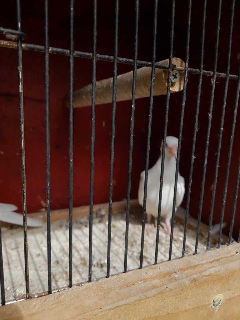 Witte tortelduiven, Dieren en Toebehoren, Meerdere dieren, Tortelduif