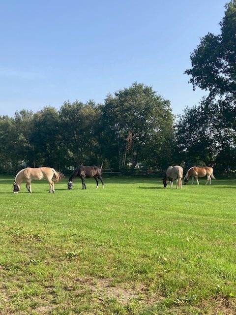 stalling aan huis, Dieren en Toebehoren, Stalling en Weidegang, Weidegang, 1 paard of pony