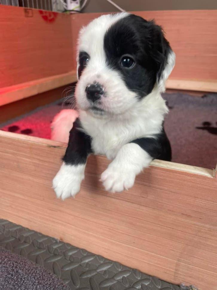 Ideale gezinshonden: Barry & Sientje (Heidewachte x Pointer), 8 tot 15 weken, Pointer, Parvo, Meerdere