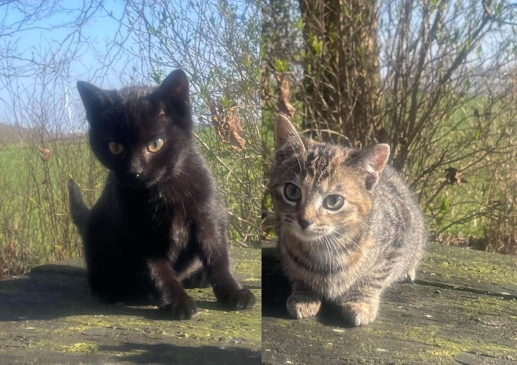 kittens, Meerdere dieren, Kortharig, 0 tot 2 jaar