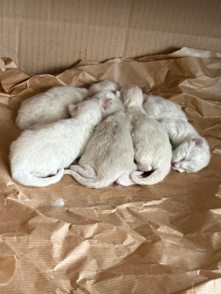 5 Ragdoll kittens te koop, Dieren en Toebehoren, Geslacht onbekend, Langharig, 0 tot 2 jaar