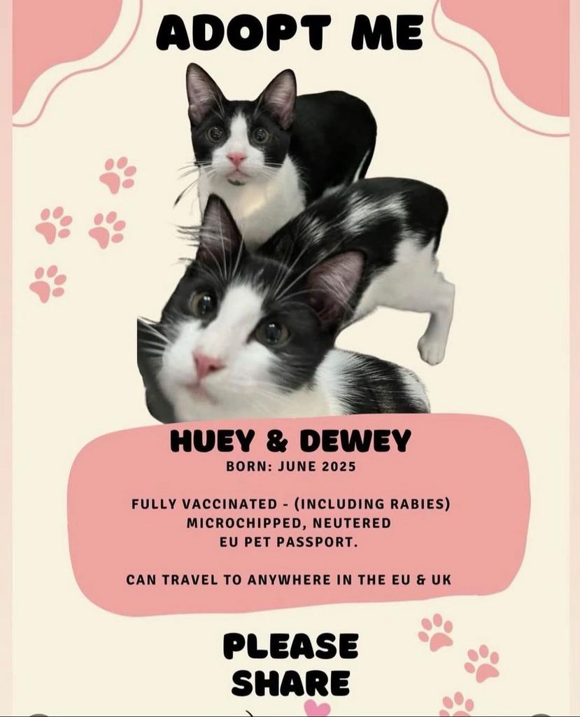 Twee baby katertjes zoeken gouden mandje, Langharig