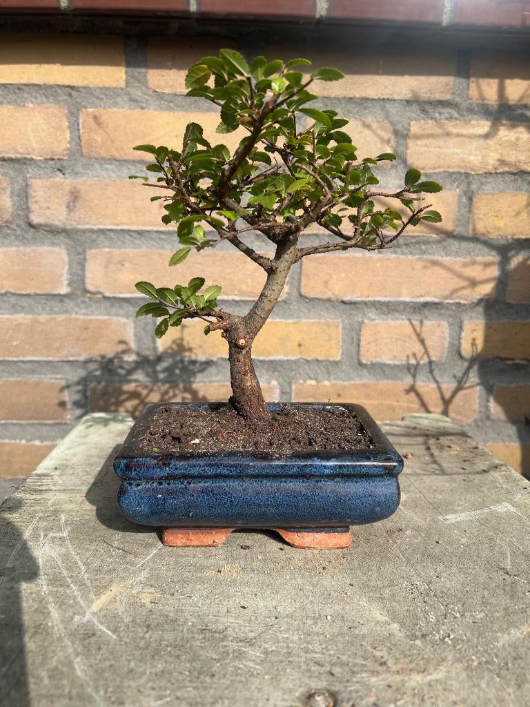 bomen en planten, Bloeit niet, Overige soorten, Minder dan 100 cm, Ophalen