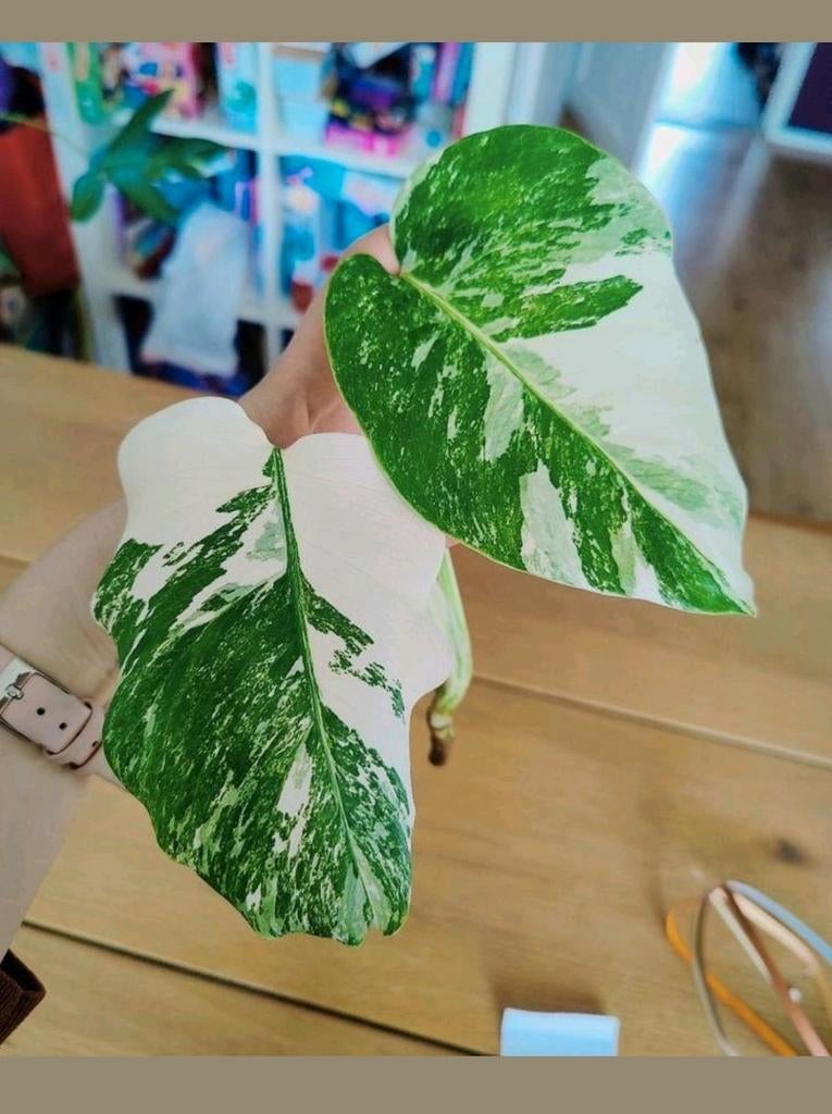 Monstera variegata kopstek, Huis en Inrichting, Kamerplanten, Ophalen, Halfschaduw, Minder dan 100 cm