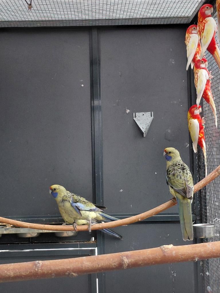 Strogele Rosella l Volwassen man l Jonge poppen, Dieren en Toebehoren, Meerdere dieren, Parkiet, Geringd