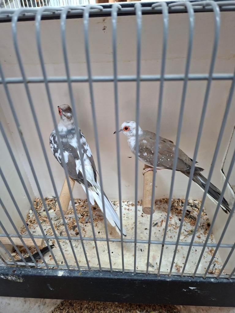 Koppel bonte diamantduiven, Dieren en Toebehoren, Vogels | Overige Vogels, Meerdere dieren