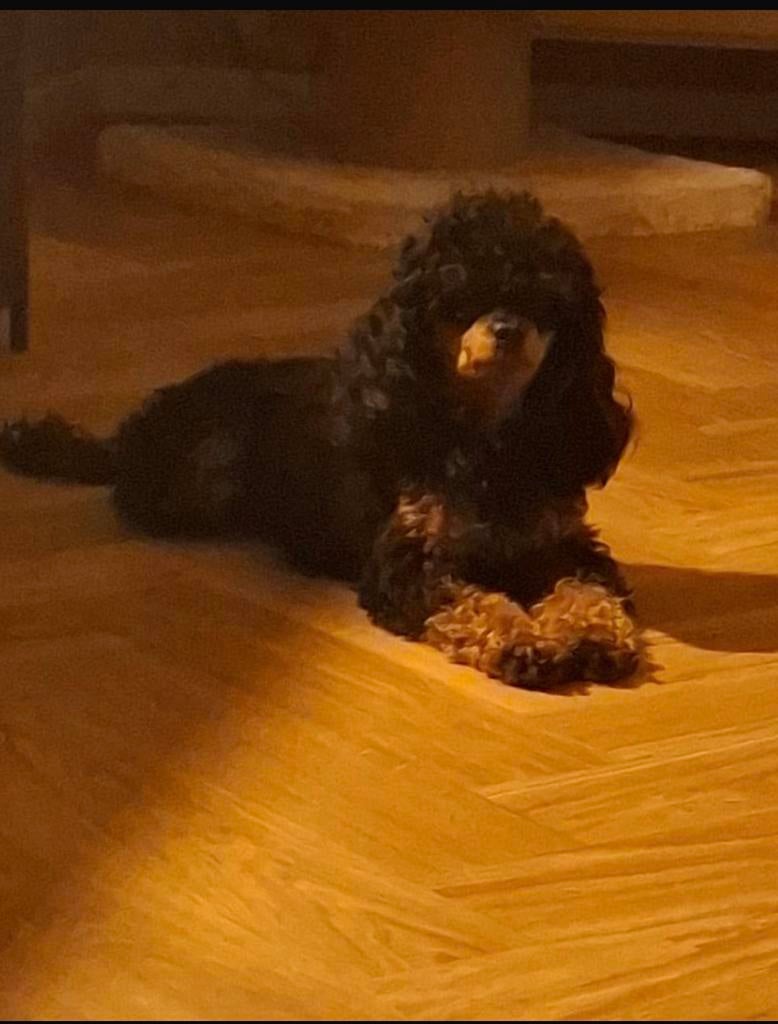 💙🐾 Prachtige Black And Tan Toy Poedel te koop 🐾💙, Poedel, Parvo, Reu, 1 tot 2 jaar