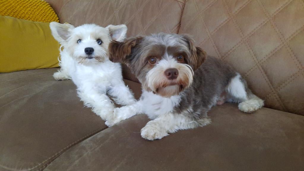 Pups (Yorkshire Terriërs nog 2 reutjesbeschikbaar), 8 tot 15 weken, Meerdere, Meerdere dieren, Parvo