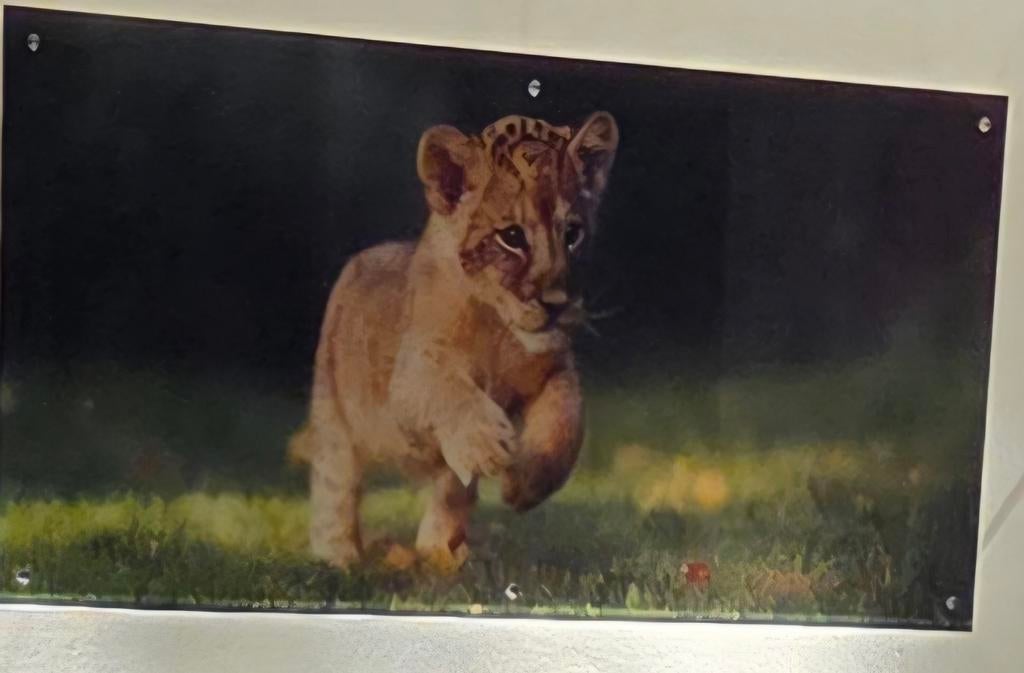 Glas schilderij Leeuwenwelp 155x70 cm, Ophalen, 50 tot 75 cm, 125 cm of meer, Zo goed als nieuw