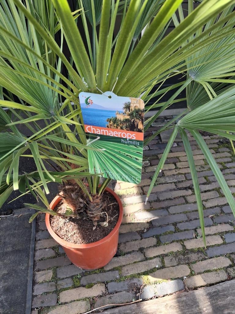 Chamaerops Humilis Palm - Winterharde Dwergpalm, Volle zon, Vaste plant, Bloeit niet, Ophalen