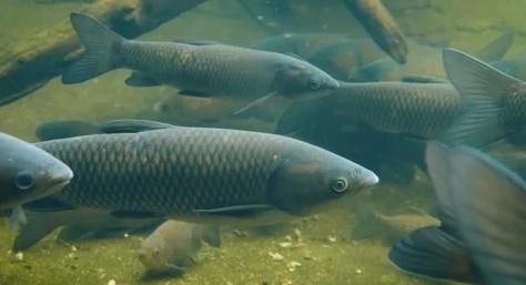 Graskarper - Graskarpers - ca 15 / 20 cm - Koidream Valburg, Karper of Koi