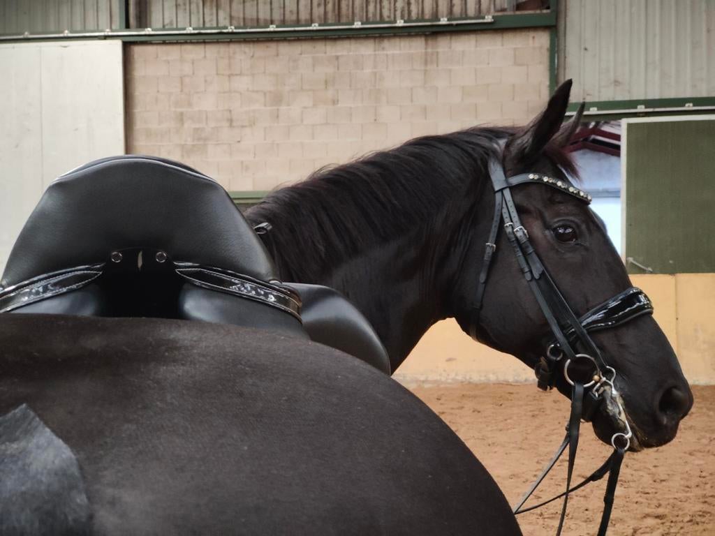 Zeer mooi Bridle2fit stang en trens hoofdstel, Ophalen of Verzenden, Zo goed als nieuw, Dressuur