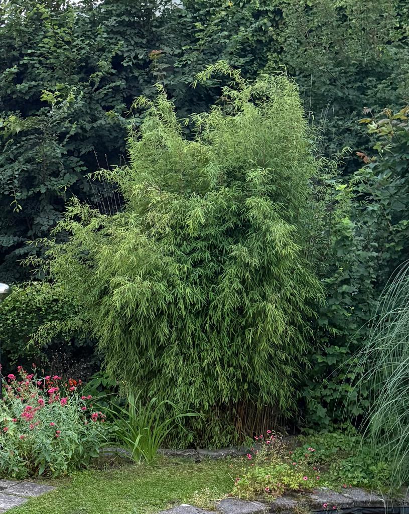 Bamboe, Tuin en Terras, Planten | Tuinplanten, Vaste plant, Bloeit niet, Halfschaduw, Ophalen