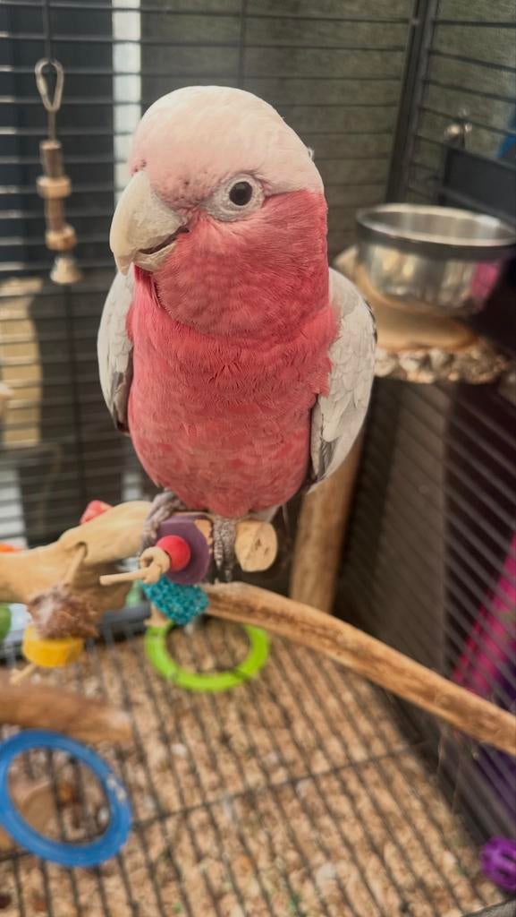 Rose kaketoe, Dieren en Toebehoren, Vogels | Parkieten en Papegaaien, Mannelijk, Papegaai, Pratend