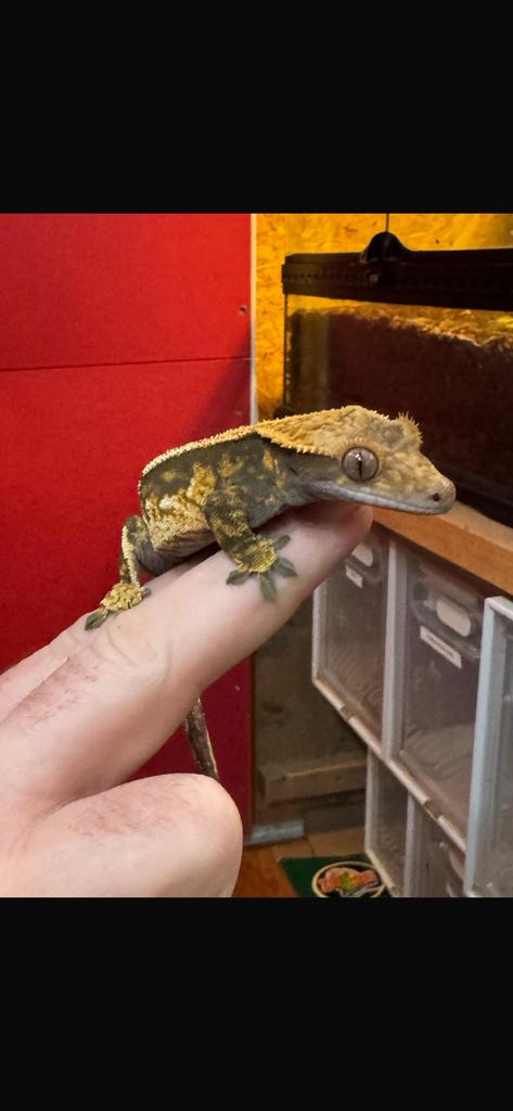 Wimpergekko Man tricolor Crested Gecko - male for sale from n7rtdhy9k2