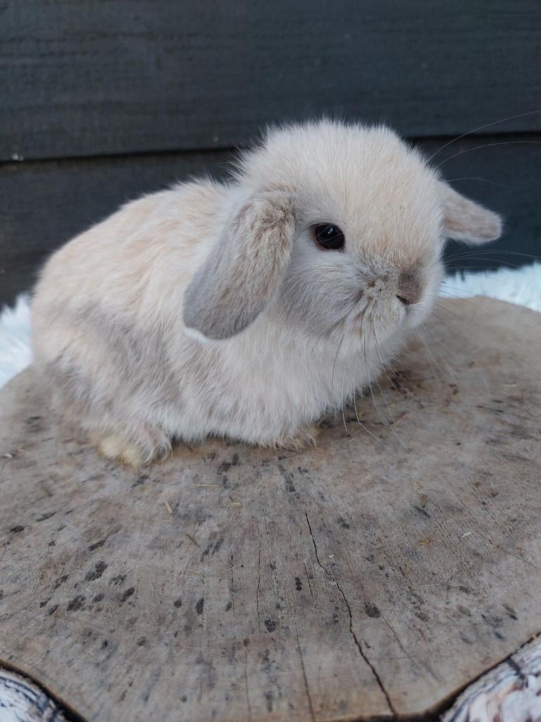 Knap minilop konijntje, Dieren en Toebehoren, Konijnen, Mannelijk, Klein, Hangoor, 0 tot 2 jaar