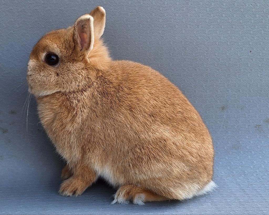 Kleurdwerg voedster Geel, Dieren en Toebehoren, Konijnen, Vrouwelijk, Dwerg, 0 tot 2 jaar