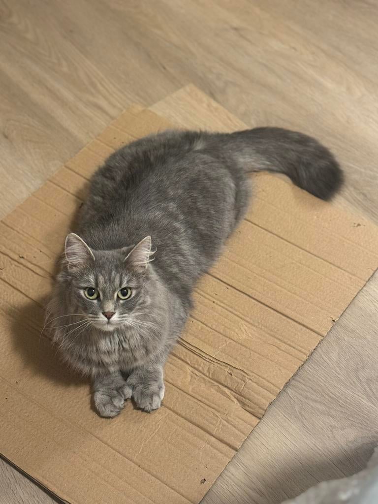 Herplaatsing poes Piri, Dieren en Toebehoren, Ophalen of Verzenden