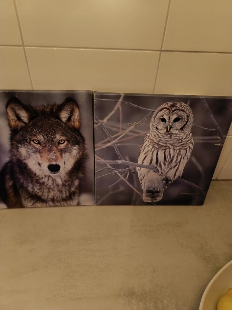 Set van 4 canvas schilderijen 30x30 cm - Dieren, Ophalen