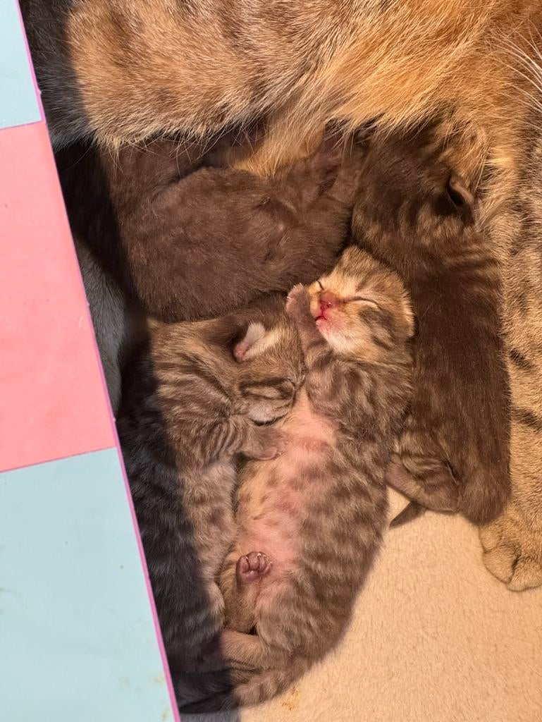 Britse korthaar stamboom kittens geboren 23-3’26, Meerdere dieren, Met stamboom, 0 tot 2 jaar