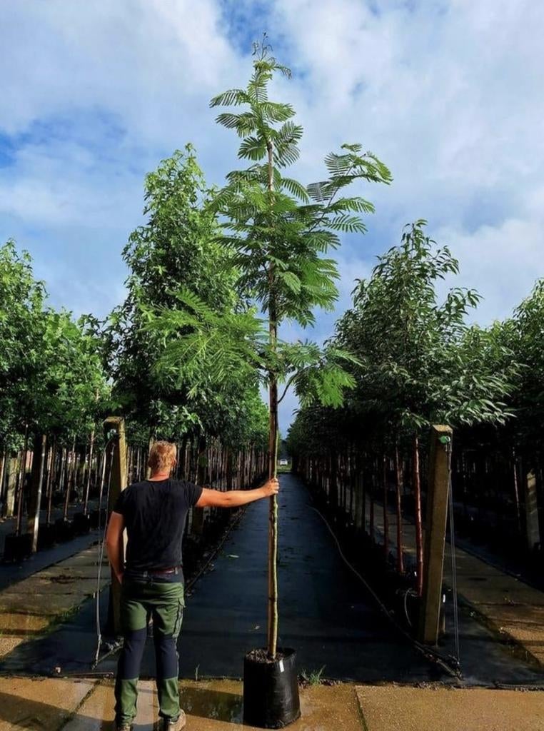 Albizia julibrissin slaapboom 🌿🌺, Tuin en Terras, Ophalen, Volle zon, Overige soorten