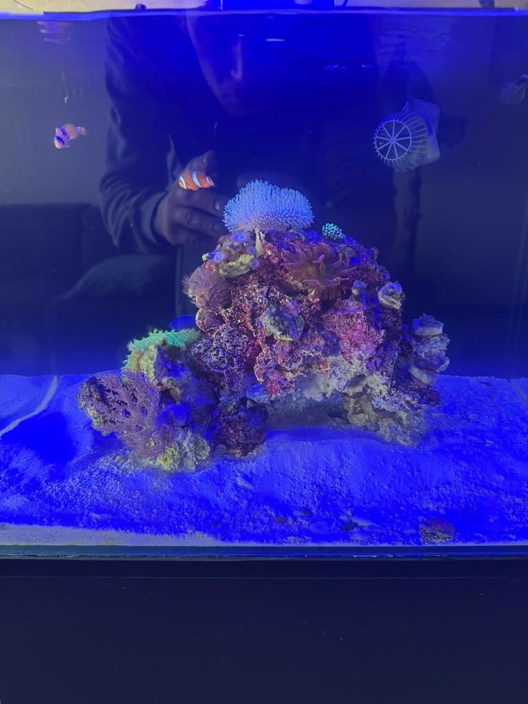 Bluemarine 90l, Ophalen of Verzenden, Zo goed als nieuw, Gevuld zeewateraquarium