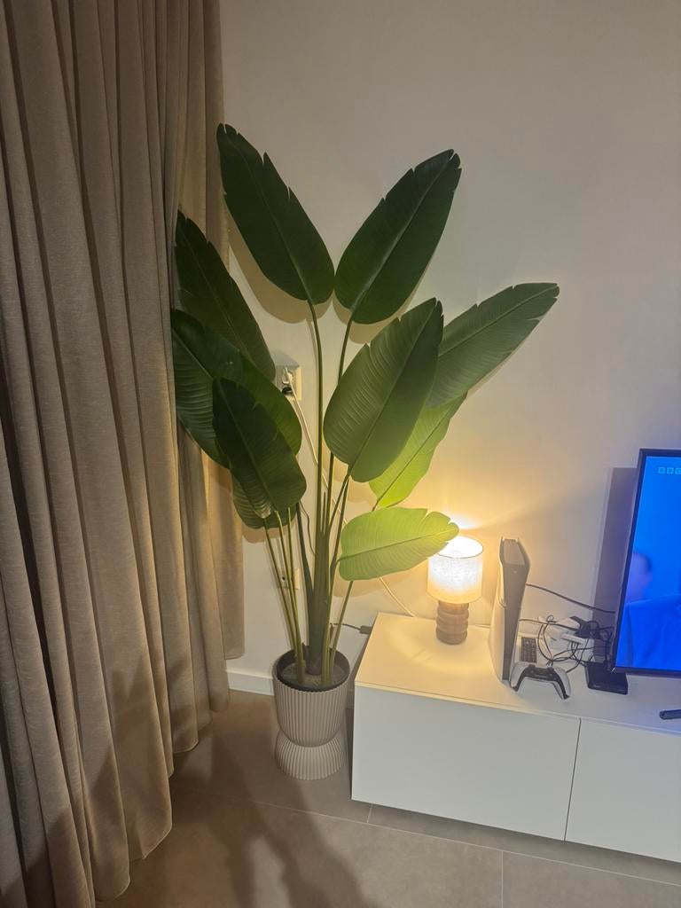 Kunst strelitzia 180cm, Ophalen of Verzenden, Halfschaduw, 150 tot 200 cm