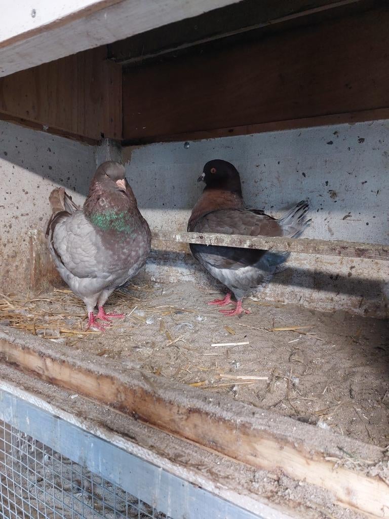 5 mooie kingduiven, Dieren en Toebehoren, Meerdere dieren