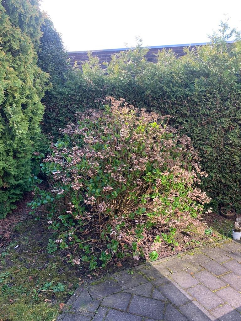 Hydrangea macrophylla, Tuin en Terras, Planten | Tuinplanten, Ophalen, Overige soorten, Halfschaduw