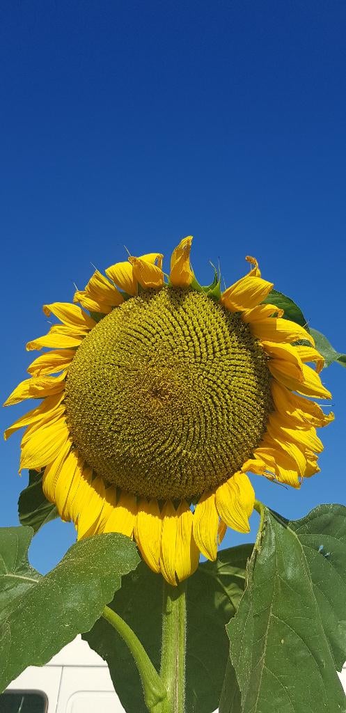 50 zaden Helianthus giganteus BIO zonnebloem (14 x 50 zaden), Ophalen of Verzenden, Voorjaar, Volle zon, Zaad