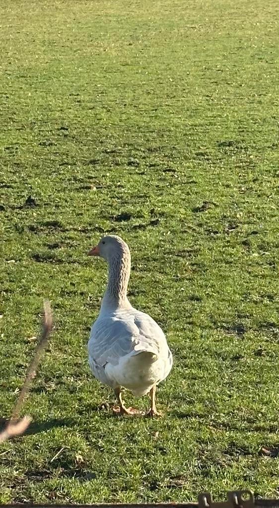 Frankische gans mannelijk raszuiver geringd, Dieren en Toebehoren, Pluimvee, Gans of Zwaan, Mannelijk