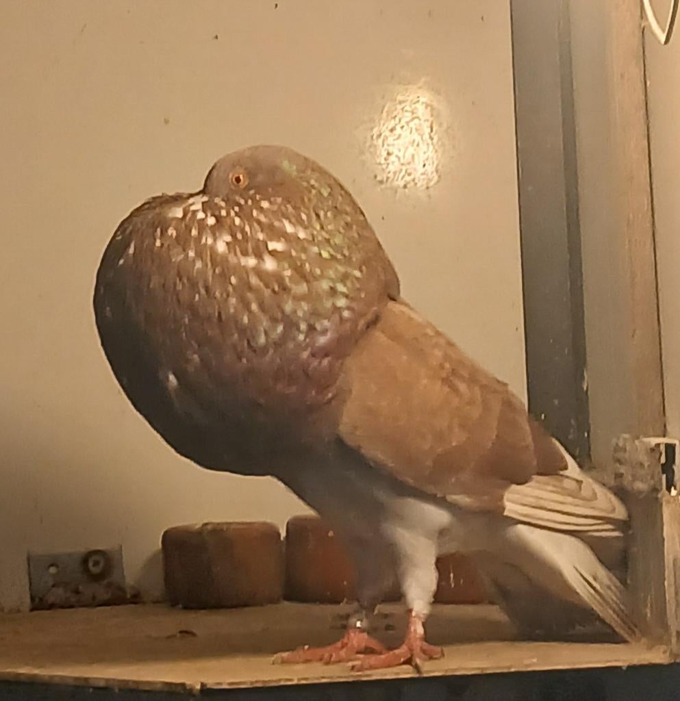 90% GADITANO, Dieren en Toebehoren, Vogels | Duiven, Mannelijk, Kropper