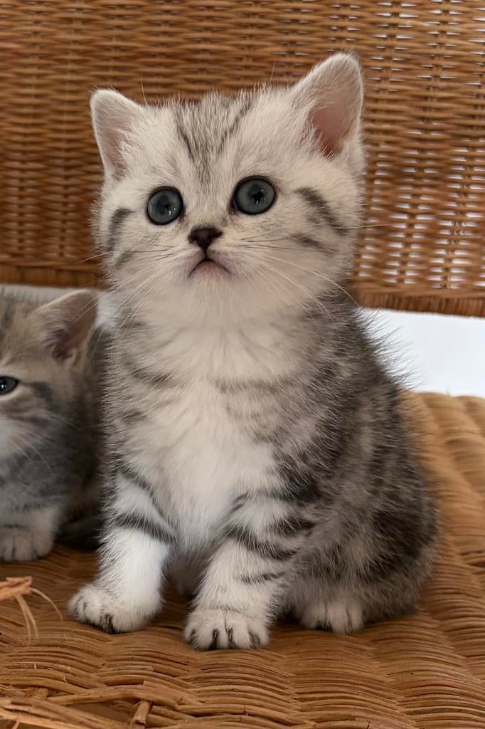 Britse korthaar kittens ANTWERPEN, Dieren en Toebehoren, Meerdere dieren, Ontwormd