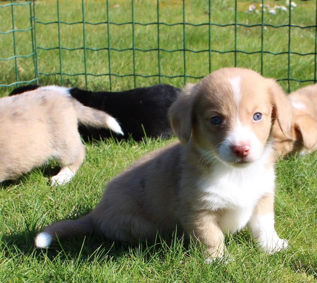 Dorgi pups, Dieren en Toebehoren, Nederland, 8 tot 15 weken, Meerdere, Meerdere dieren