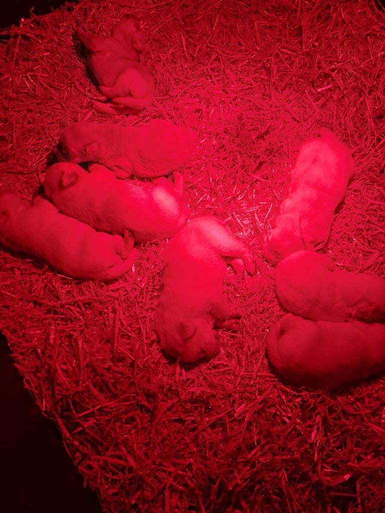 Labrador pups, Labrador retriever, Meerdere dieren, Eén hond, Nederland