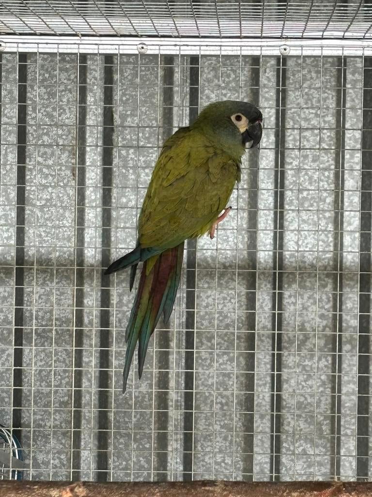 0-1 Ara maracana, Dieren en Toebehoren, Vrouwelijk, Papegaai, Geringd