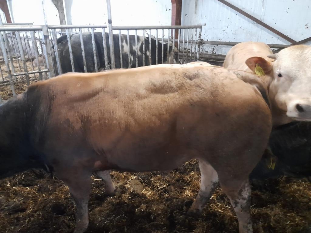 5 stieren te koop, Dieren en Toebehoren, Mannelijk