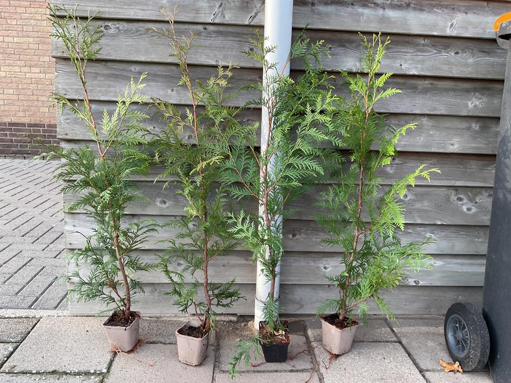 Plantgoed, Thuja exselsa, haagconiferen, Ophalen, Conifeer, Haag, Minder dan 100 cm