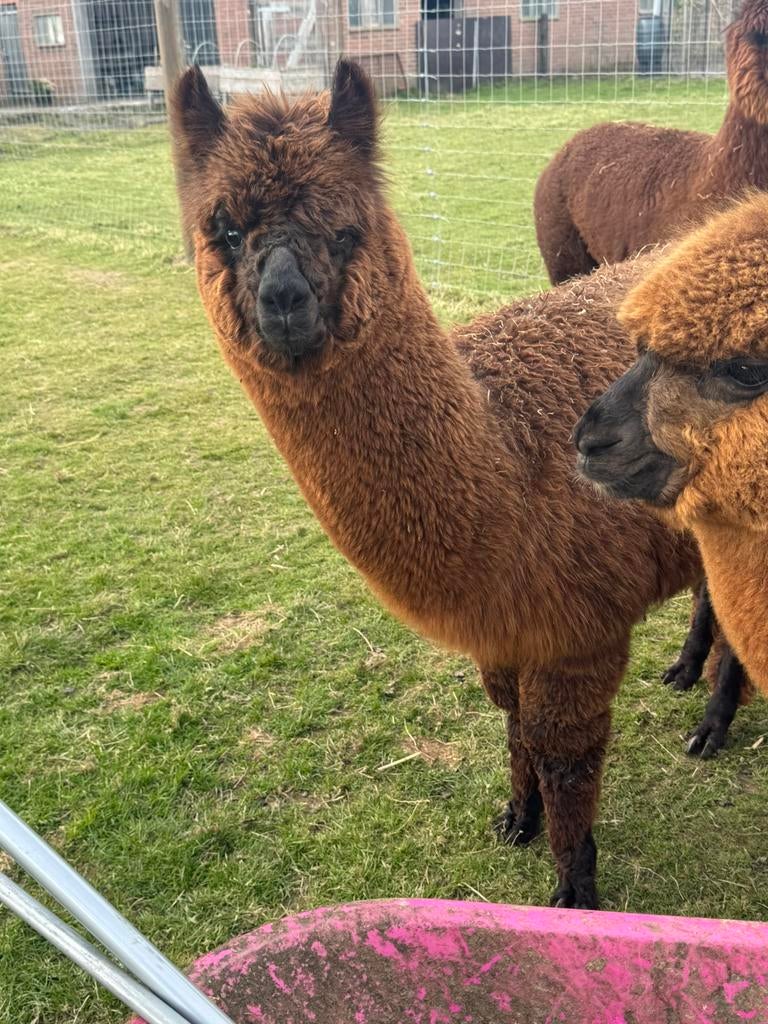 Alpaca hengst - halstermak - rustig, Juni, Mannelijk